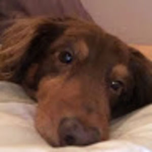 Meet your Posher, Paige